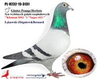 Gołębie zdjęcie