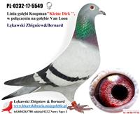 Gołębie zdjęcie