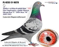 Gołębie zdjęcie