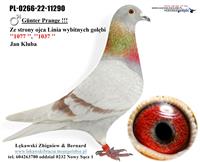 Gołębie zdjęcie