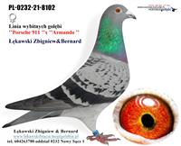 Gołębie zdjęcie