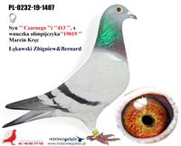 Gołębie zdjęcie