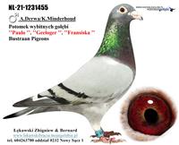 Gołębie zdjęcie