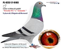 Gołębie zdjęcie
