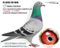 Gołębie zdjęcie
